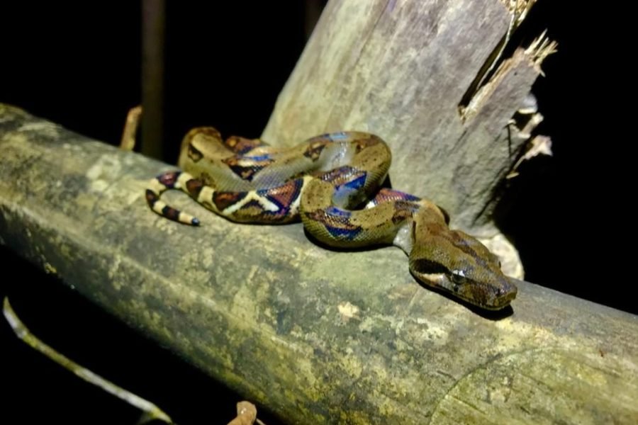 Boa coiled on a branch at night in the Damas mangrove estuary
