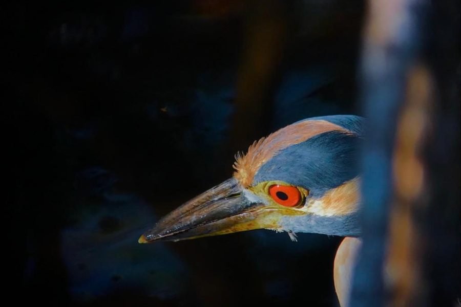 Boat-billed heron close-up in the Playa del Rey wetlands