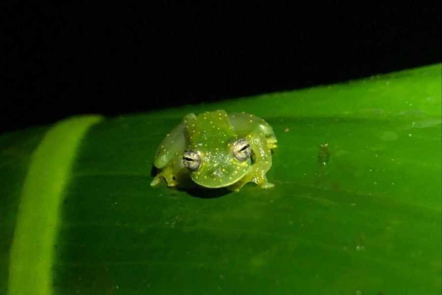 Glass frog on a leaf during the night mangrove tour in Costa Rica