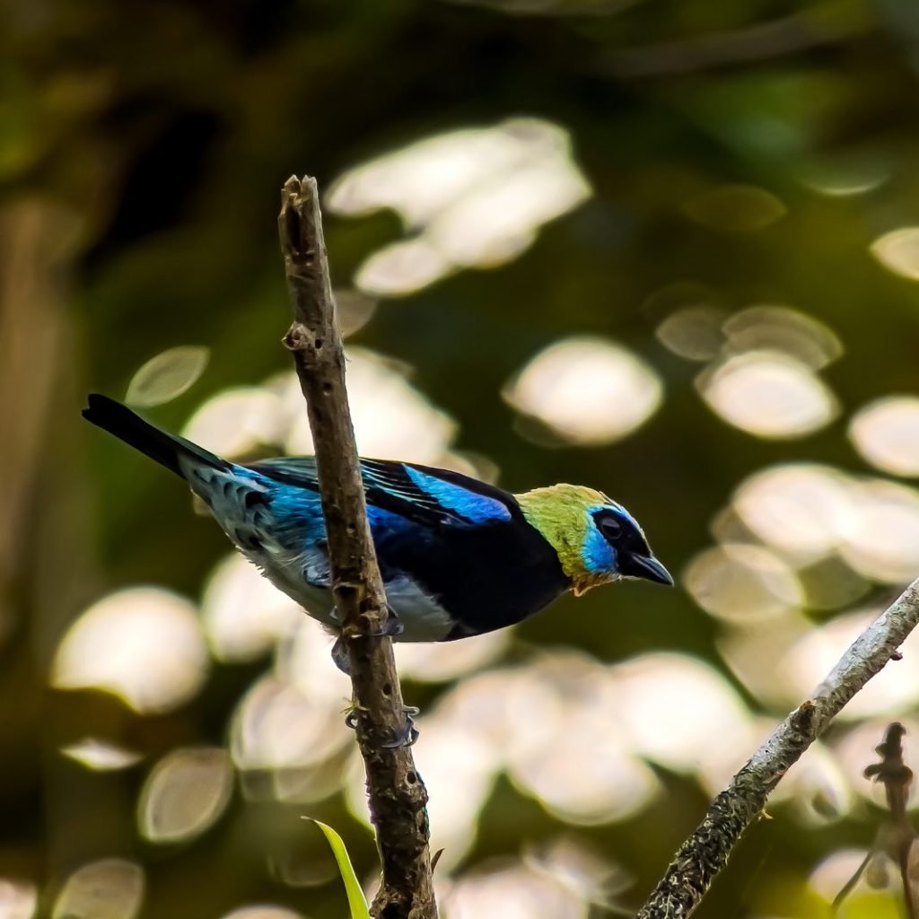 Golden-hooded tanager perched on a branch during the Esquipulas birdwatching tour