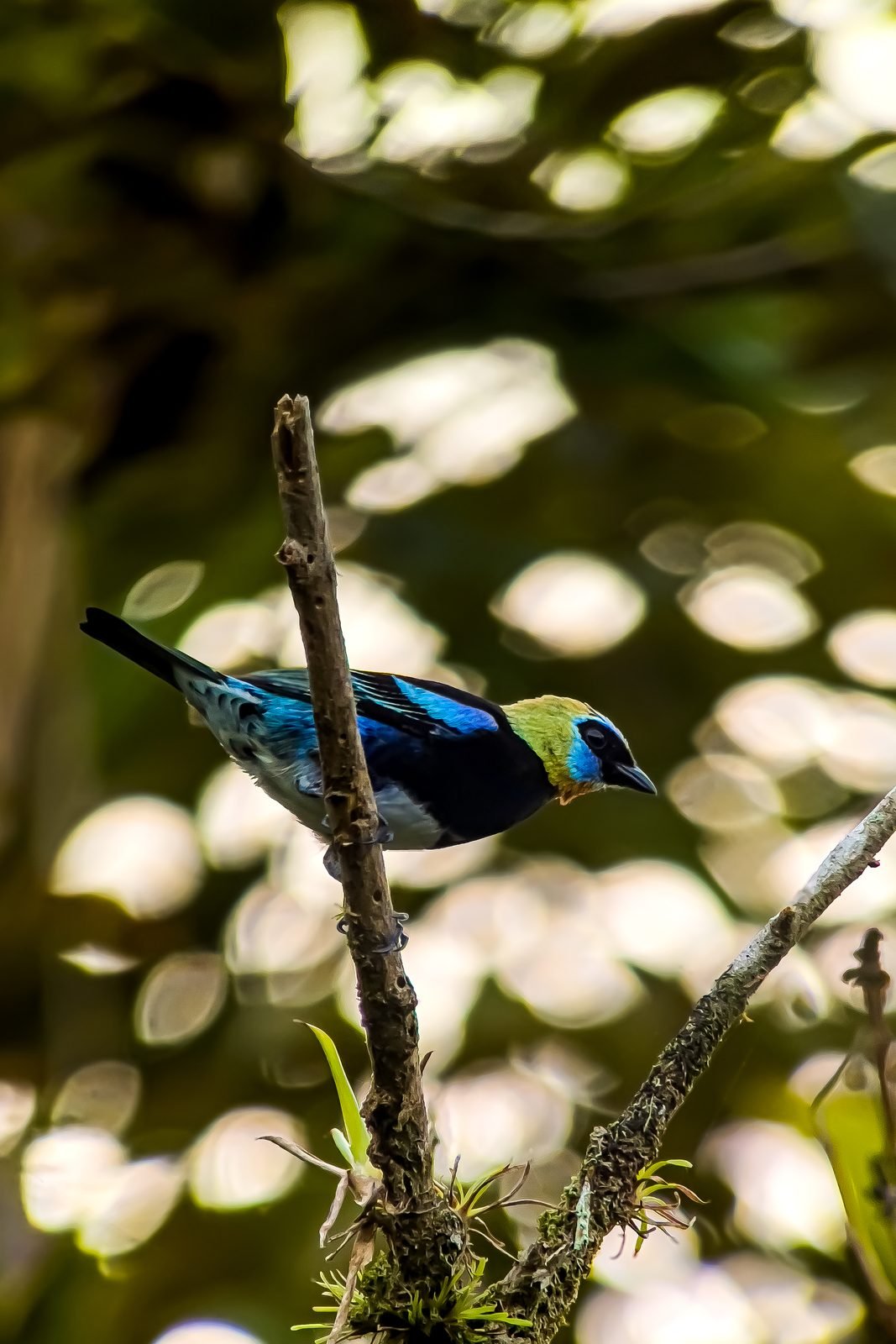 Golden-hooded tanager perched on a branch during the Esquipulas birdwatching tour