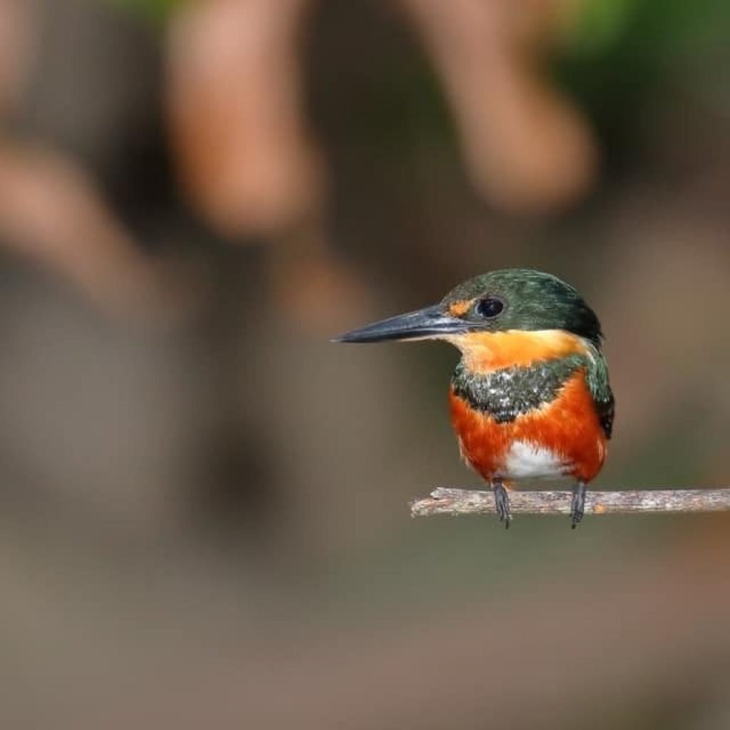 Green kingfisher perched on a branch at Playa del Rey, Costa Rica