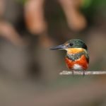 Green kingfisher perched on a branch at Playa del Rey, Costa Rica