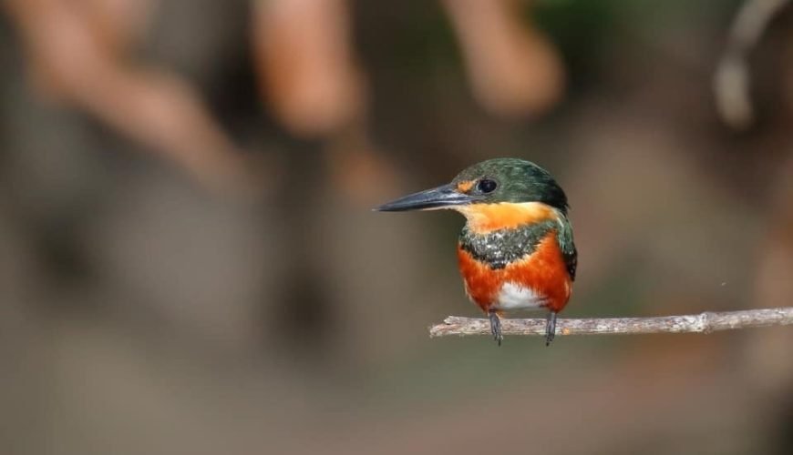 Green kingfisher perched on a branch at Playa del Rey, Costa Rica