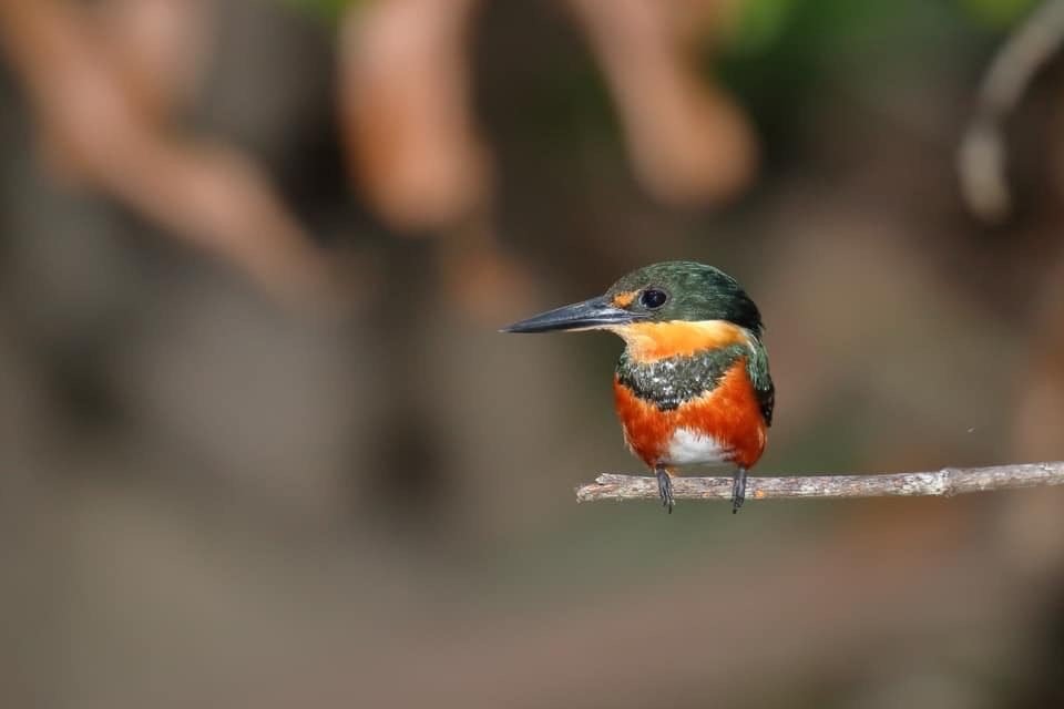 Green kingfisher perched on a branch at Playa del Rey, Costa Rica