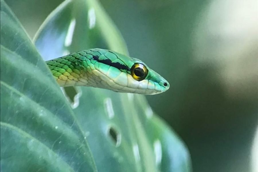 Green vine snake among leaves on the Manuel Antonio night tour