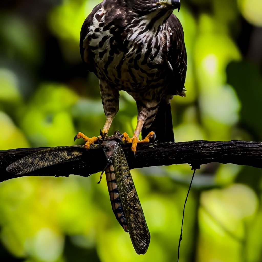 Raptor holding its prey in the Esquipulas rainforest, Costa Rica