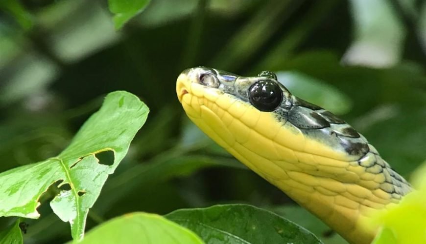 Parrot snake close-up during the Manuel Antonio wildlife night walk