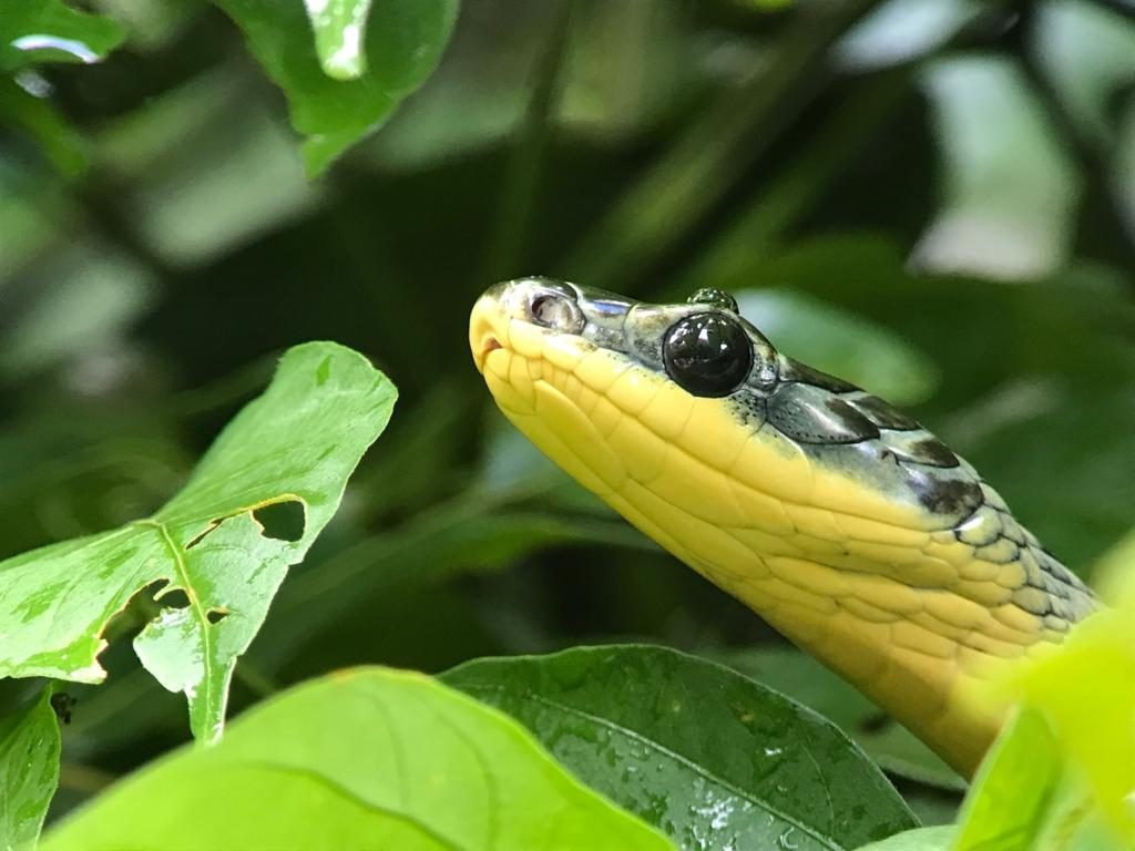 Parrot snake close-up during the Manuel Antonio wildlife night walk