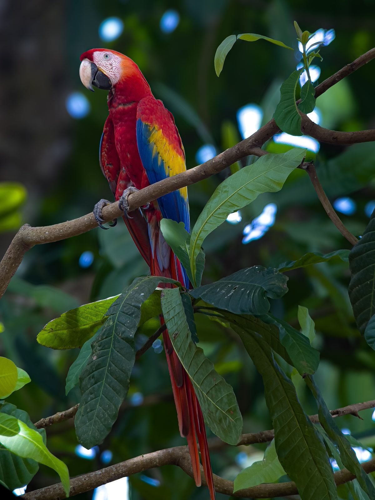 Wild scarlet macaw among the foliage in Carara National Park, Costa Rica