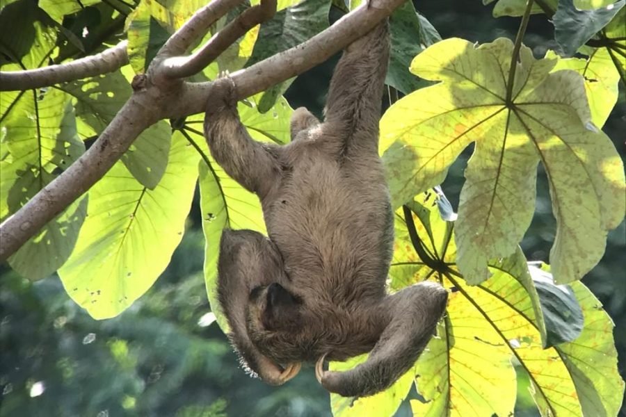 Three-toed sloth spotted from the boat on the Damas mangrove tour near Manuel Antonio