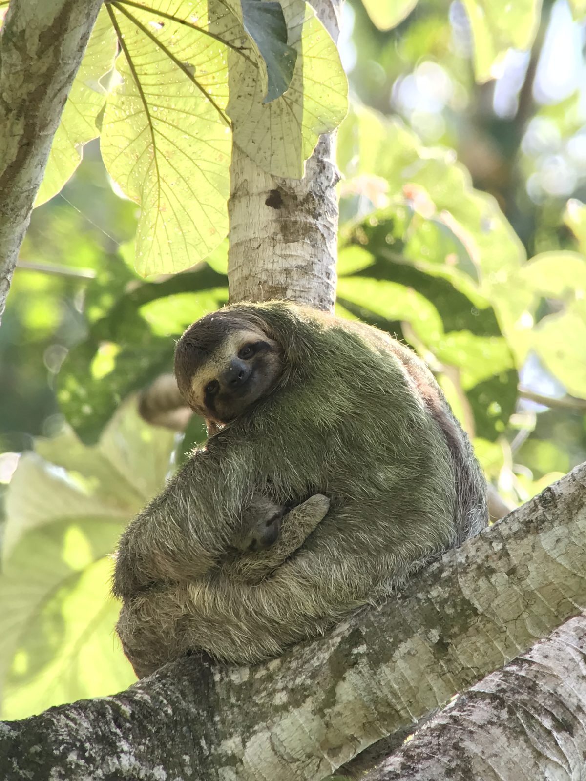 Sloth resting on a branch in Manuel Antonio National Park