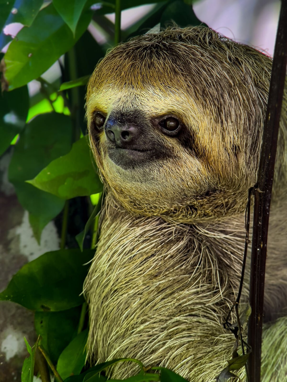 Close-up of a three-toed sloth face with the dark eye mask, photographed in Manuel Antonio, Costa Rica on a Wakoo Tours morning walk