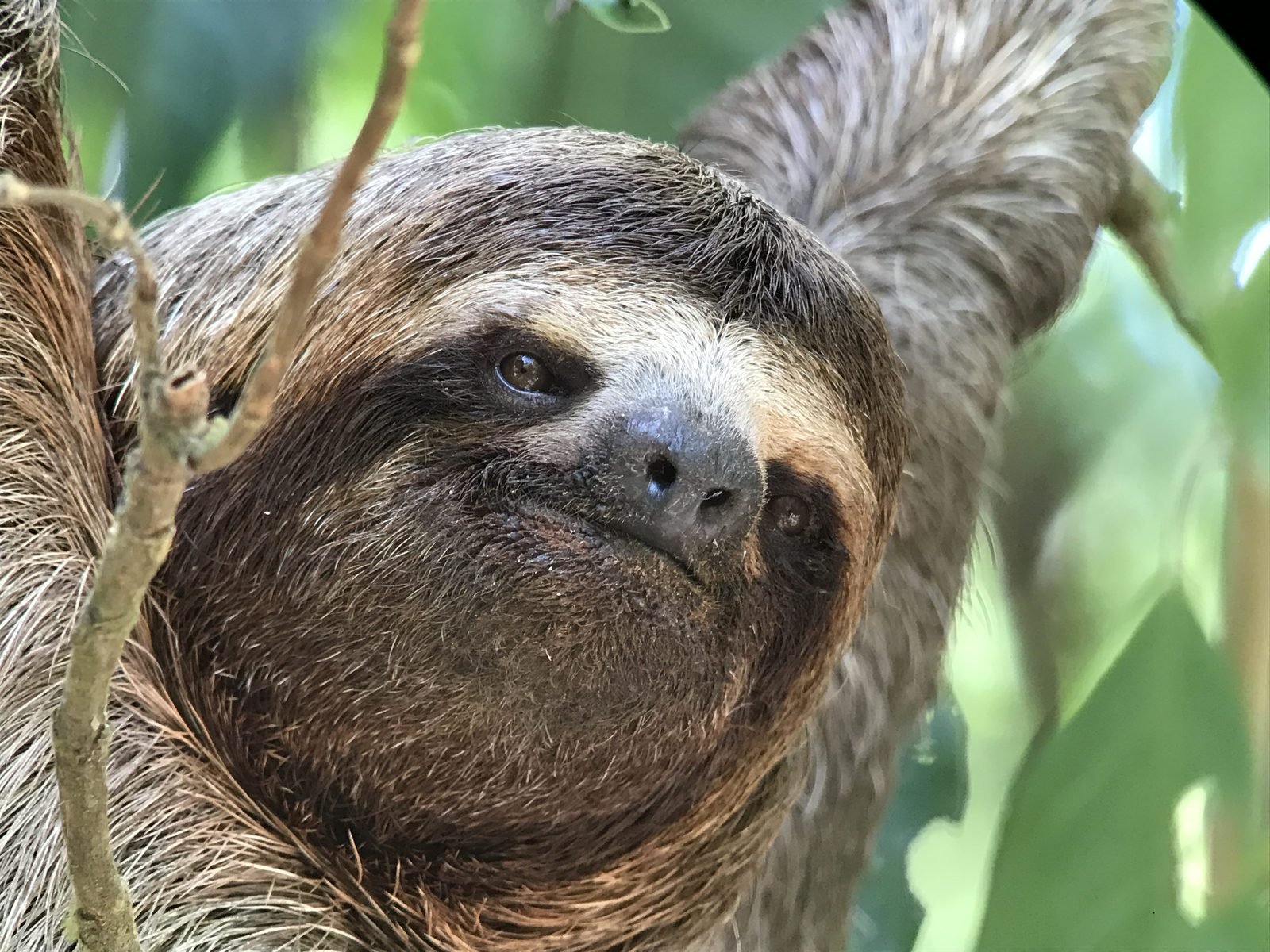 Three-toed sloth seen through the Swarovski ATX spotting scope on a Manuel Antonio park tour, algae visible in the hair