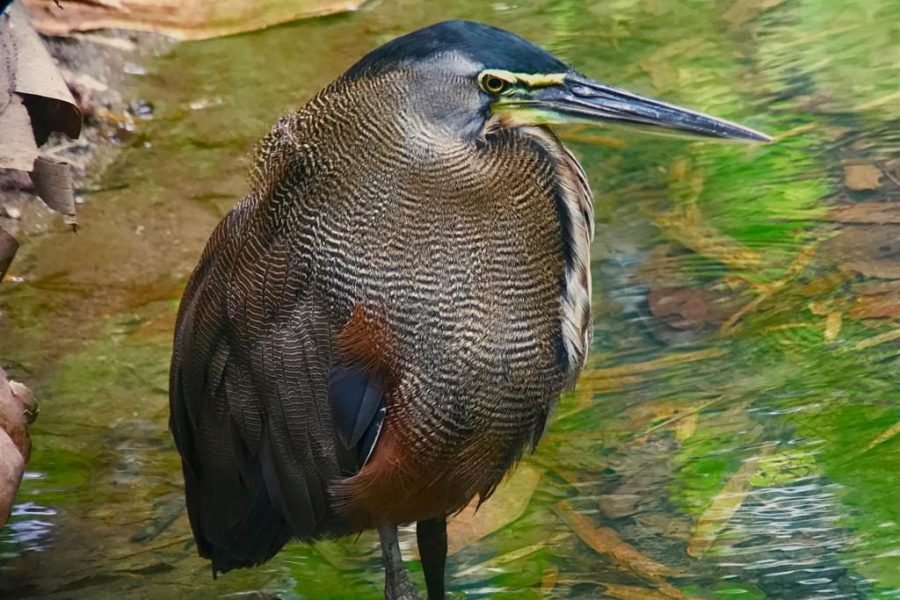 Tiger heron standing in the wetlands during the Playa del Rey birding tour near Manuel Antonio