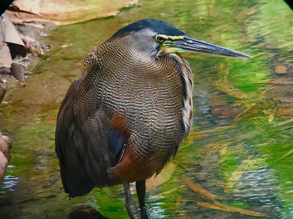 Tiger heron standing in the wetlands during the Playa del Rey birding tour near Manuel Antonio