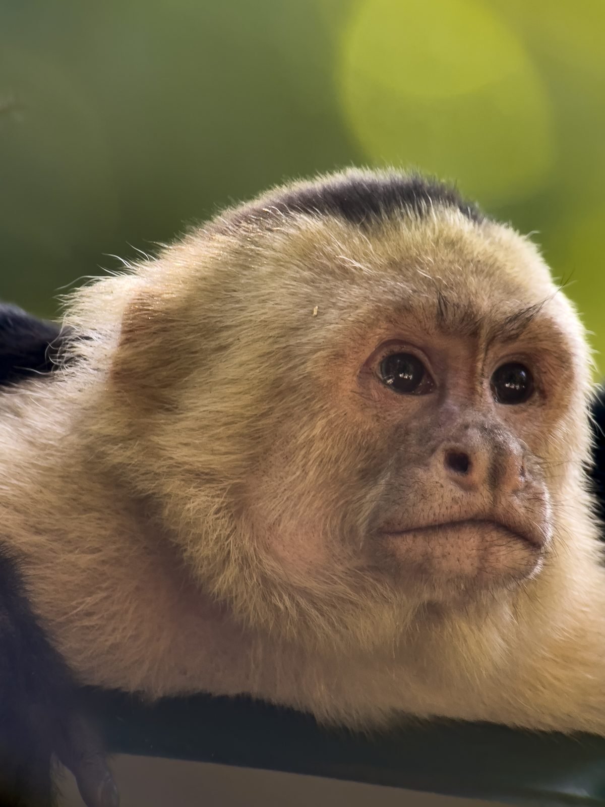 White-faced capuchin monkey in Manuel Antonio National Park, Costa Rica