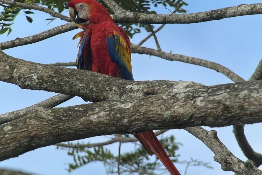 Wild scarlet macaw preening on a branch in Carara National Park