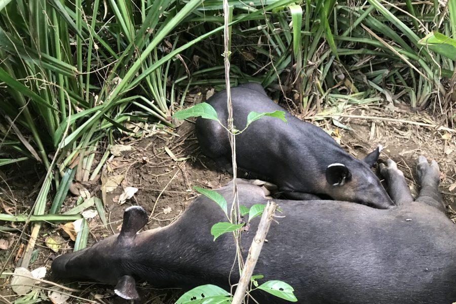 Two Baird's tapirs resting side by side on the forest floor in Corcovado National Park, Costa Rica