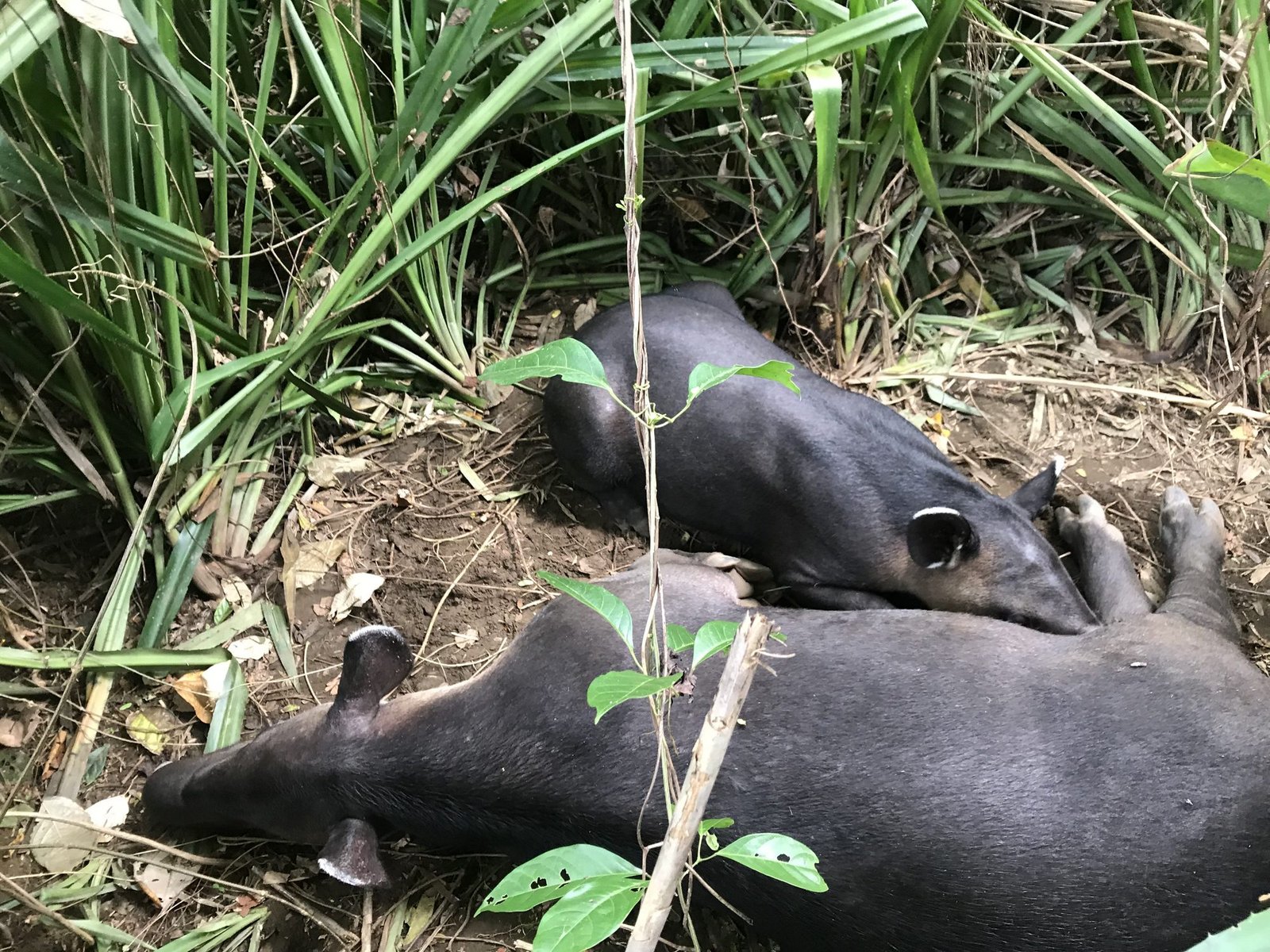 Two Baird's tapirs resting side by side on the forest floor in Corcovado National Park, Costa Rica