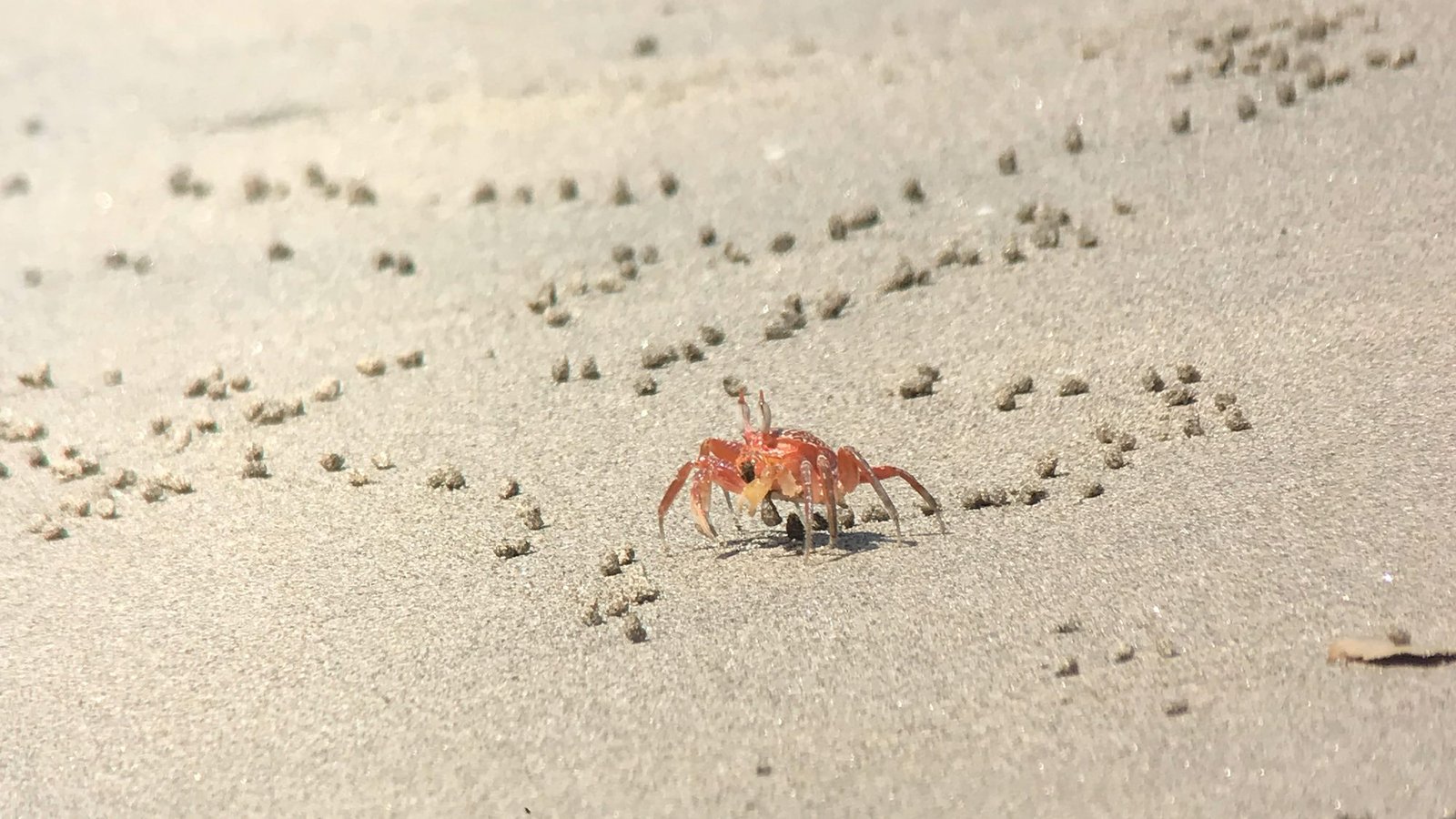 Ghost crab on the sand at Manuel Antonio National Park beach