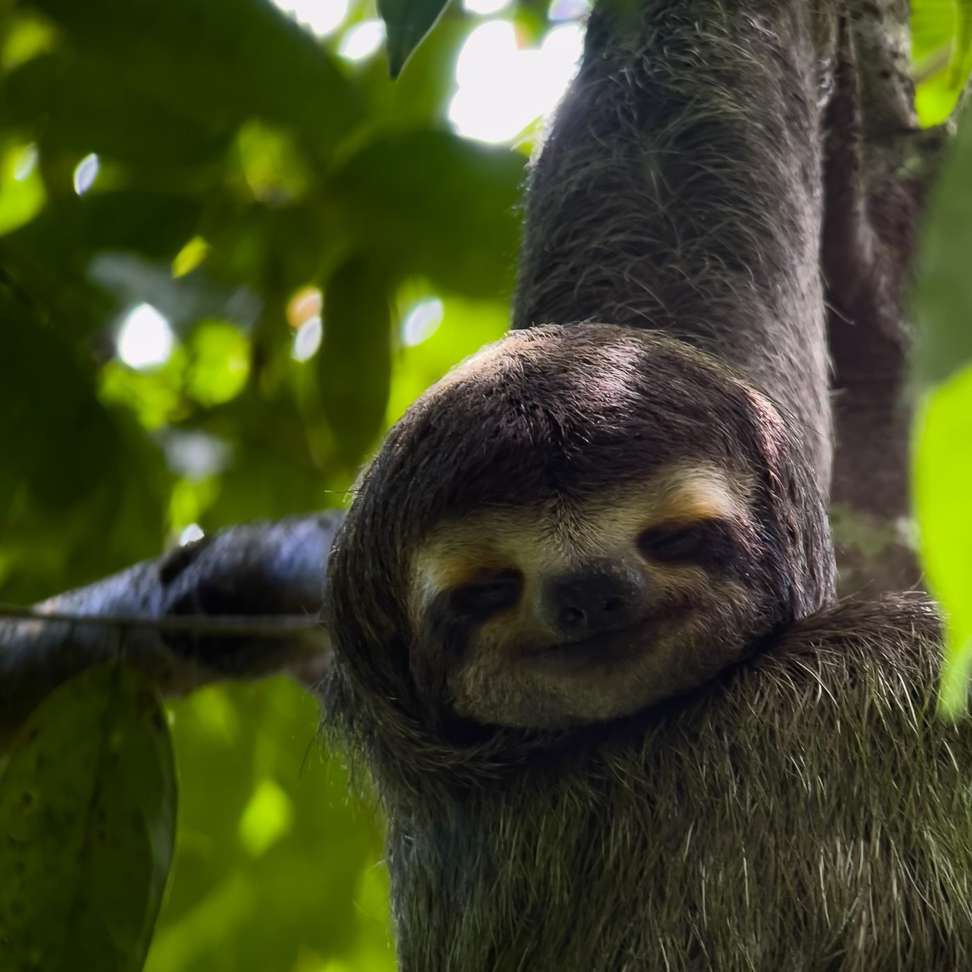 Hoffmann's two-toed sloth curled asleep in a branch fork during the day, photographed on a Wakoo Tours guided walk in Manuel Antonio