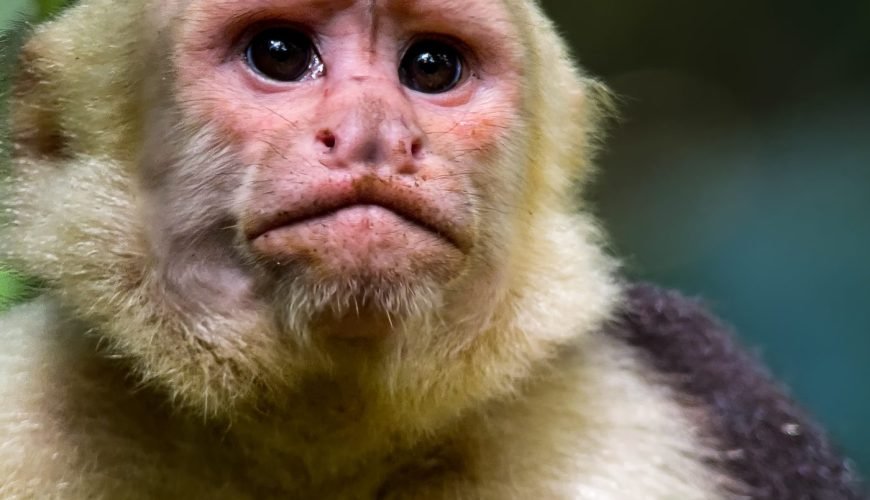 White-faced capuchin monkey in the rainforest of Manuel Antonio National Park, Costa Rica