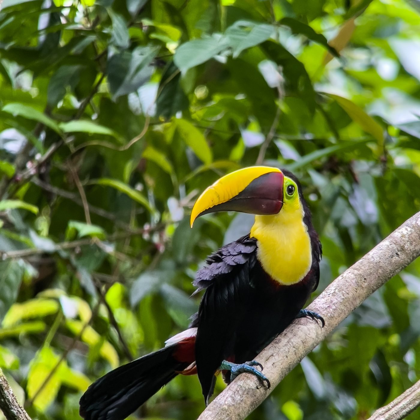 Yellow-throated toucan perched in Manuel Antonio National Park