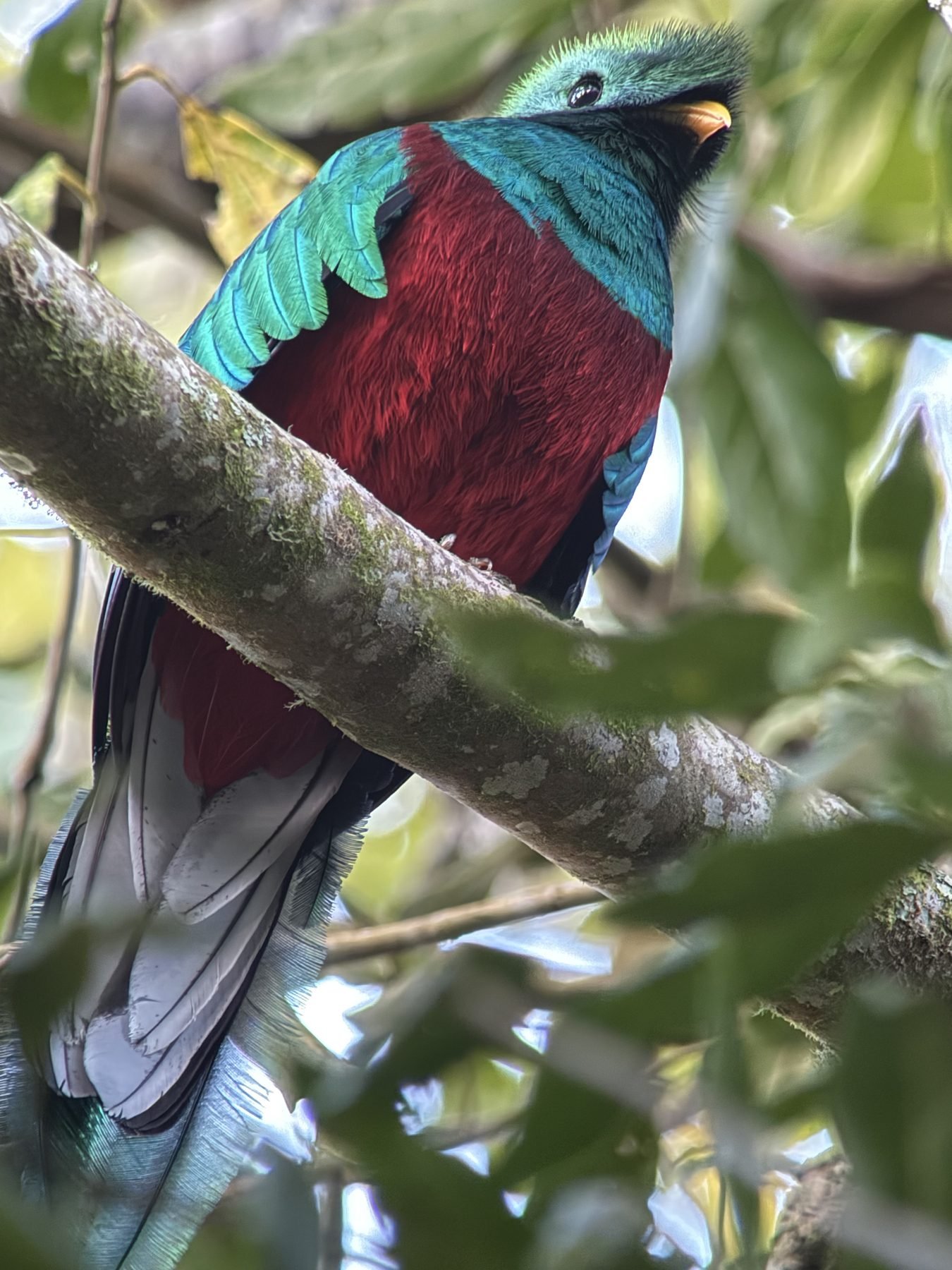 Male resplendent quetzal perched in the cloud forest of San Gerardo de Dota, Costa Rica