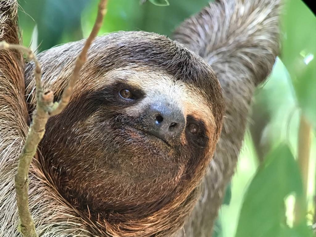 Close-up of a brown-throated three-toed sloth hanging in a tree and looking towards the camera