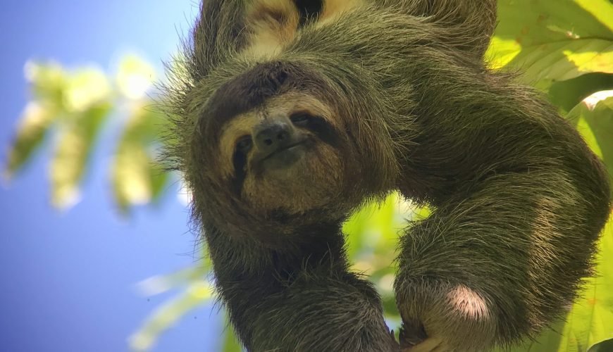 Three-toed sloth hanging from a branch against a blue sky in Manuel Antonio National Park