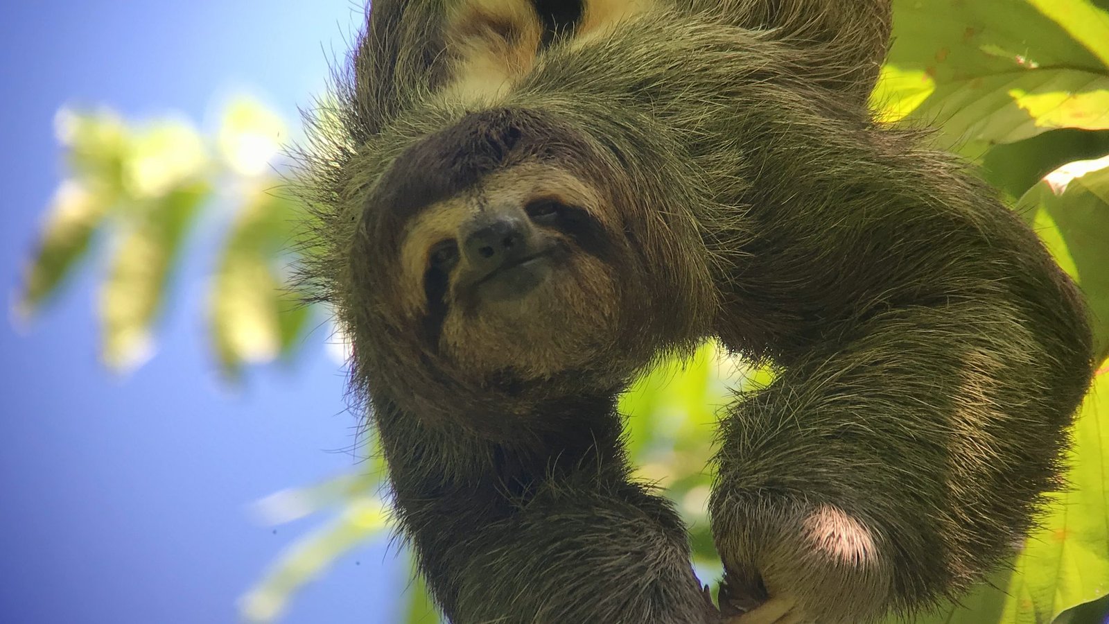 Three-toed sloth hanging from a branch against a blue sky in Manuel Antonio National Park
