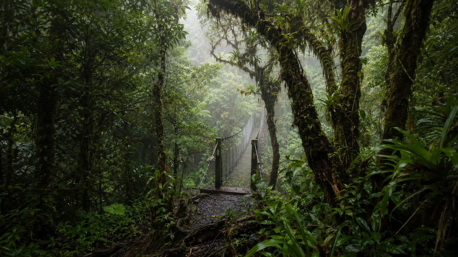 Hanging bridge over the cloud forest canopy in Monteverde, Costa Rica