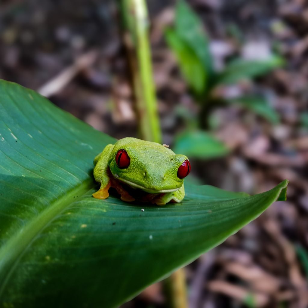 Red-eyed tree frog on the Manuel Antonio night tour