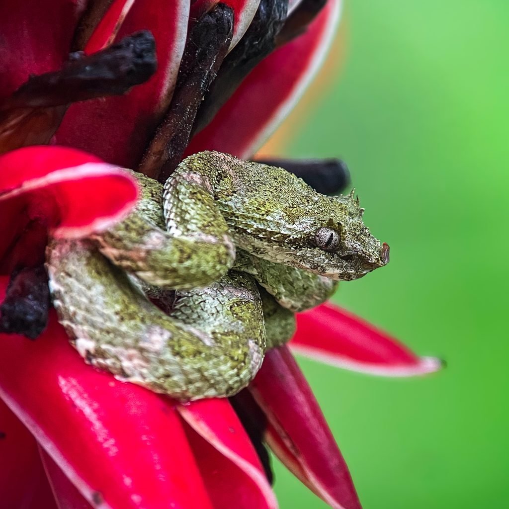 Eyelash pit viper on the night tour