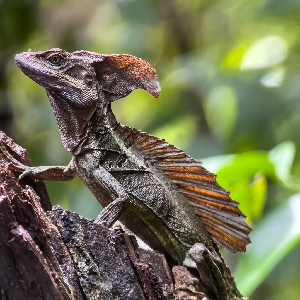 Common basilisk lizard spotted on a Manuel Antonio National Park night tour