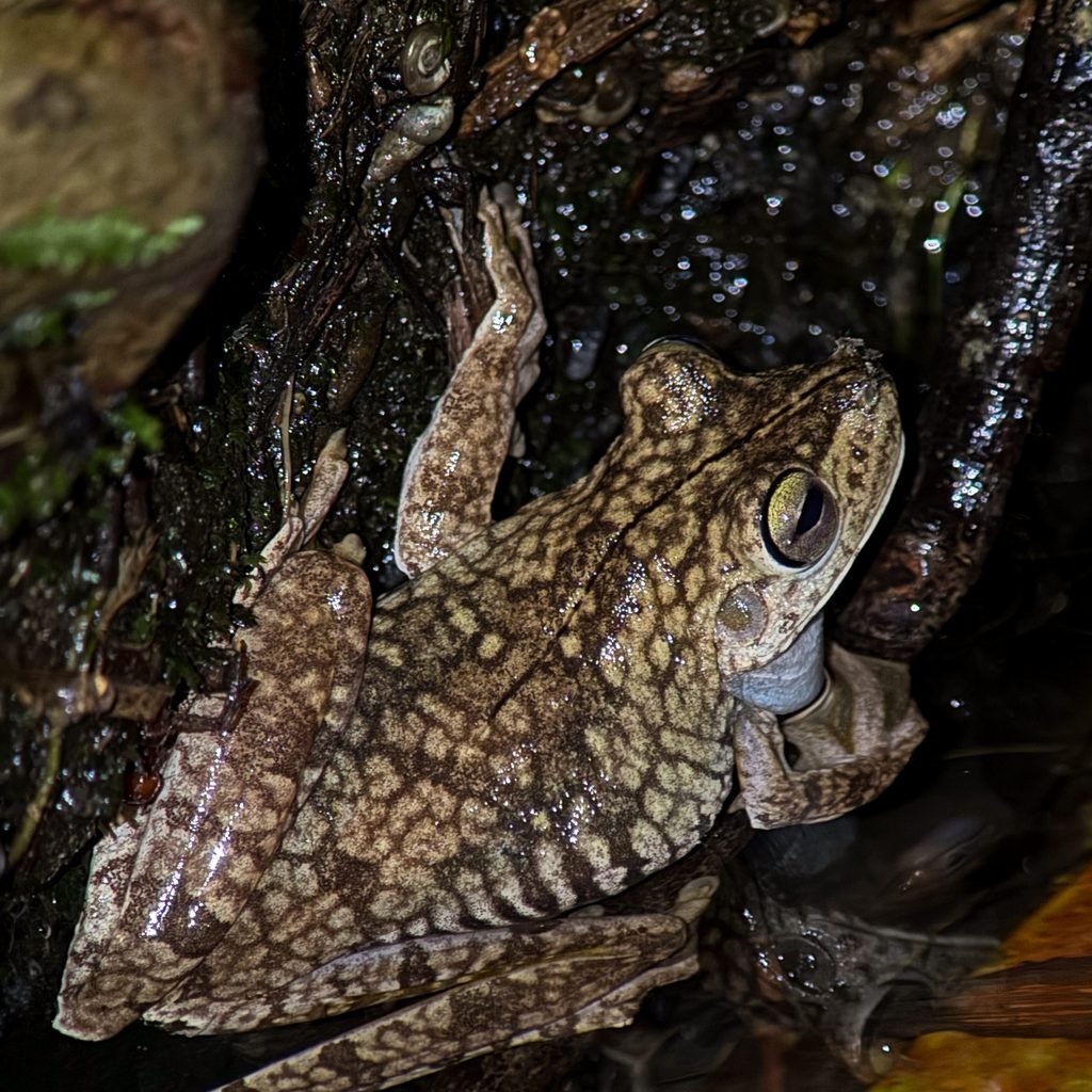 Gladiator treefrog