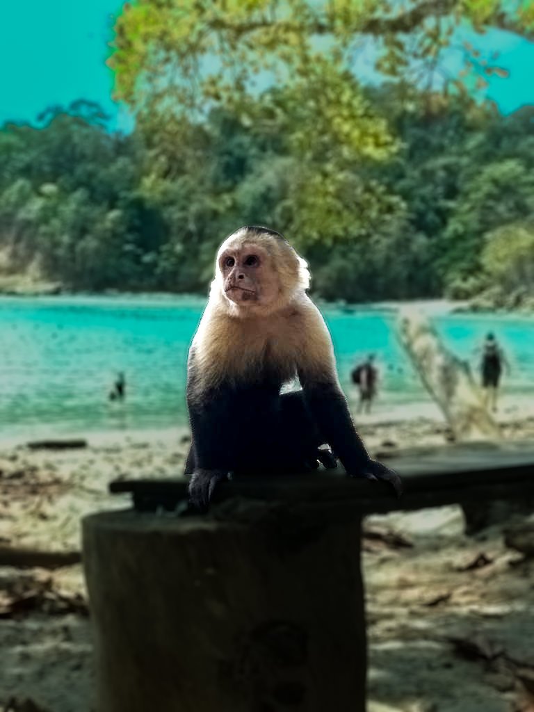 Wildlife in Manuel Antonio
