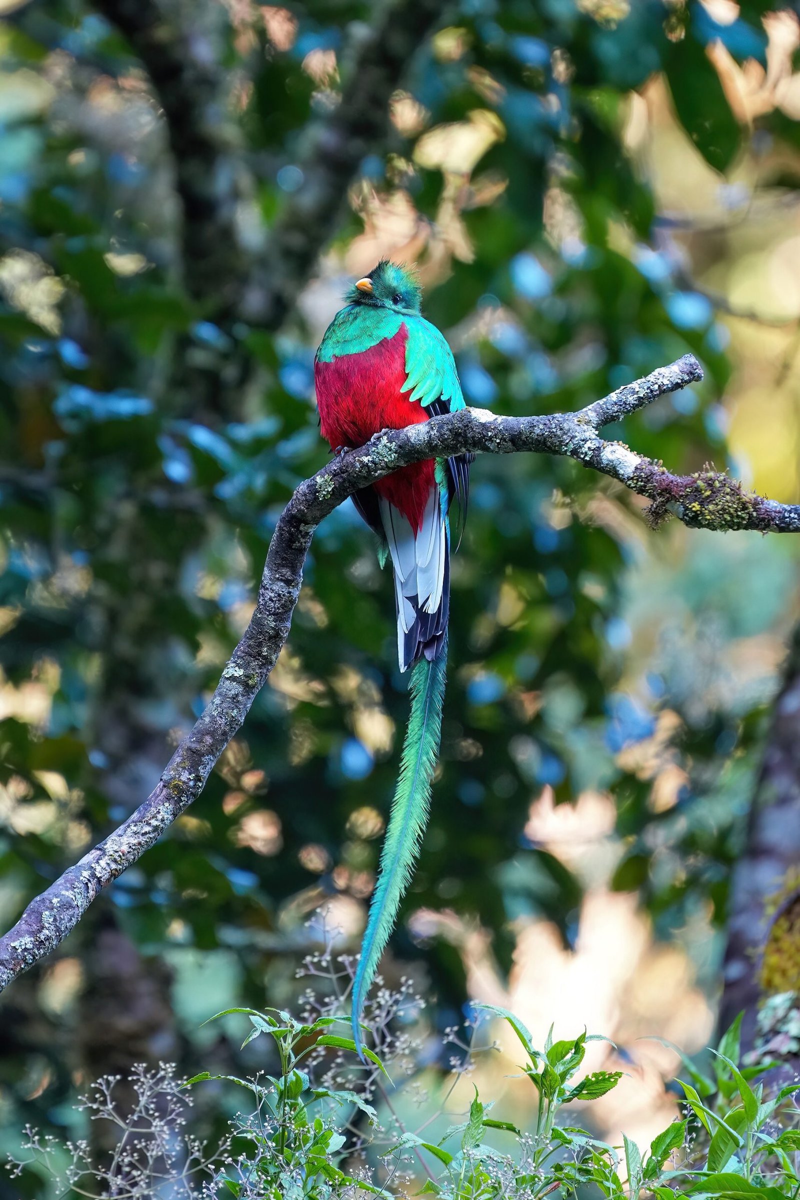 Male Resplendent Quetzal with its head and red breast visible in the cloud forest. Photo by Giles Laurent.