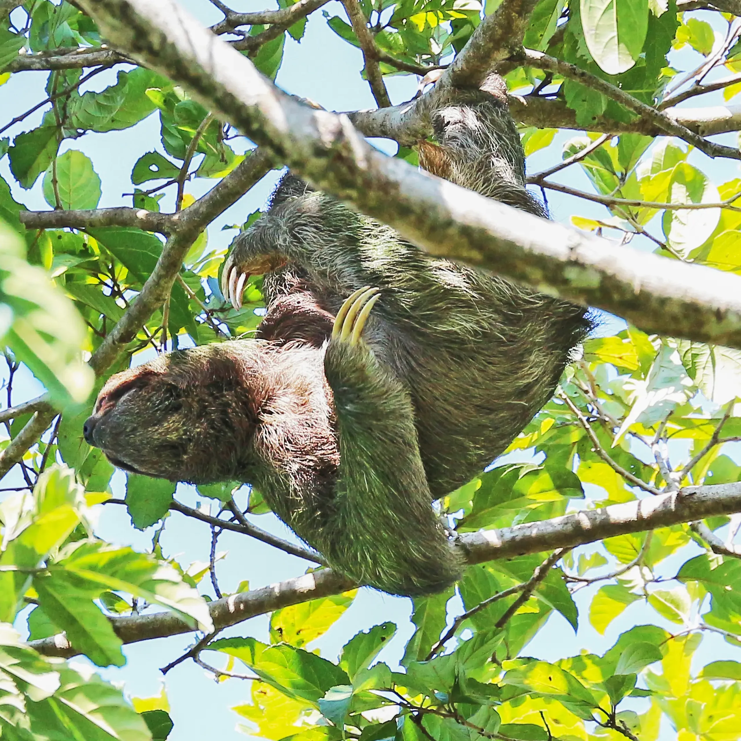 Sloth in Manuel Antonio National Park