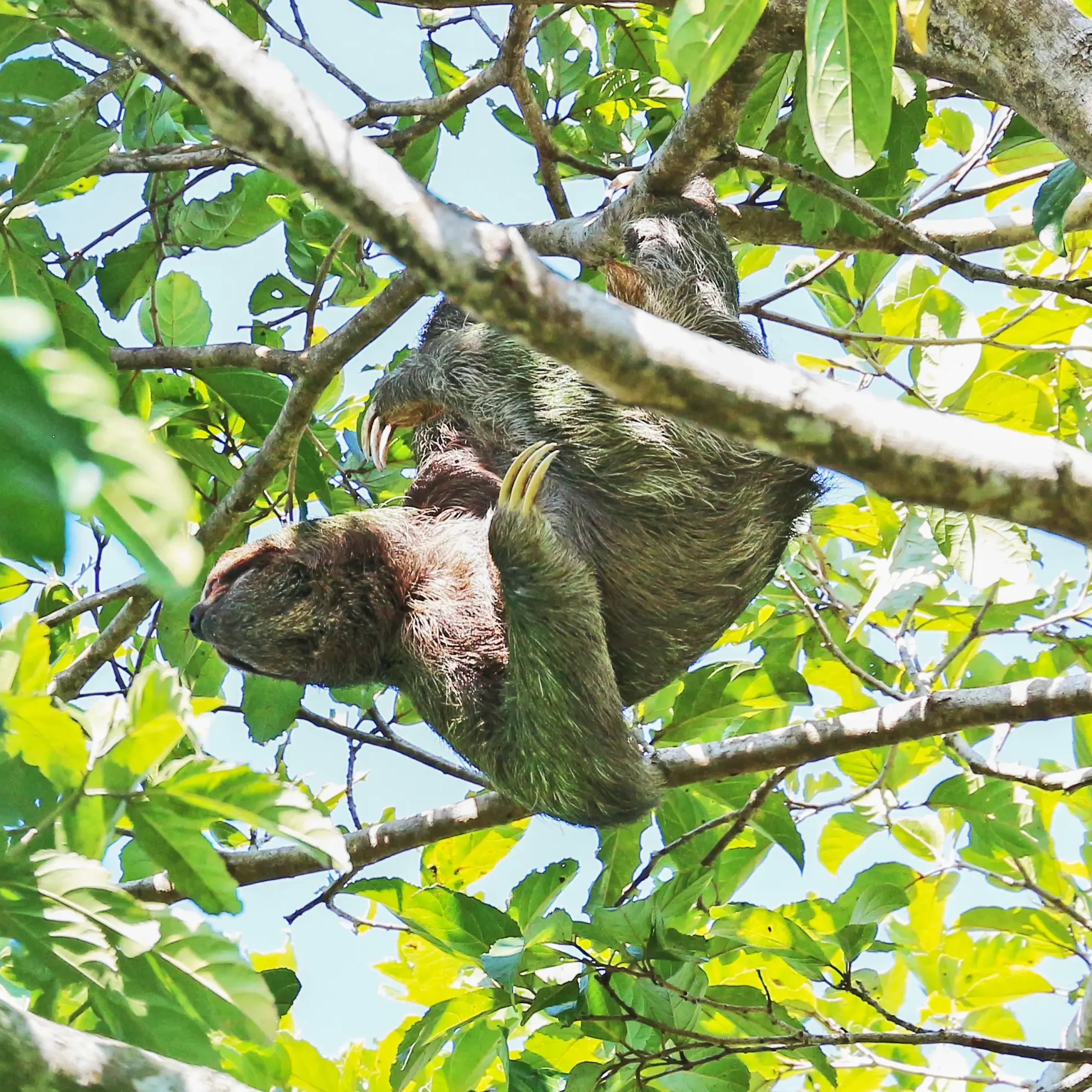 Three-toed sloth in Manuel Antonio